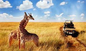 11 Days 10 Nights 11 Days Tanzania & Rwanda Safaris: Great Migration, Air Balloon, and Diverse Rwanda Explorations