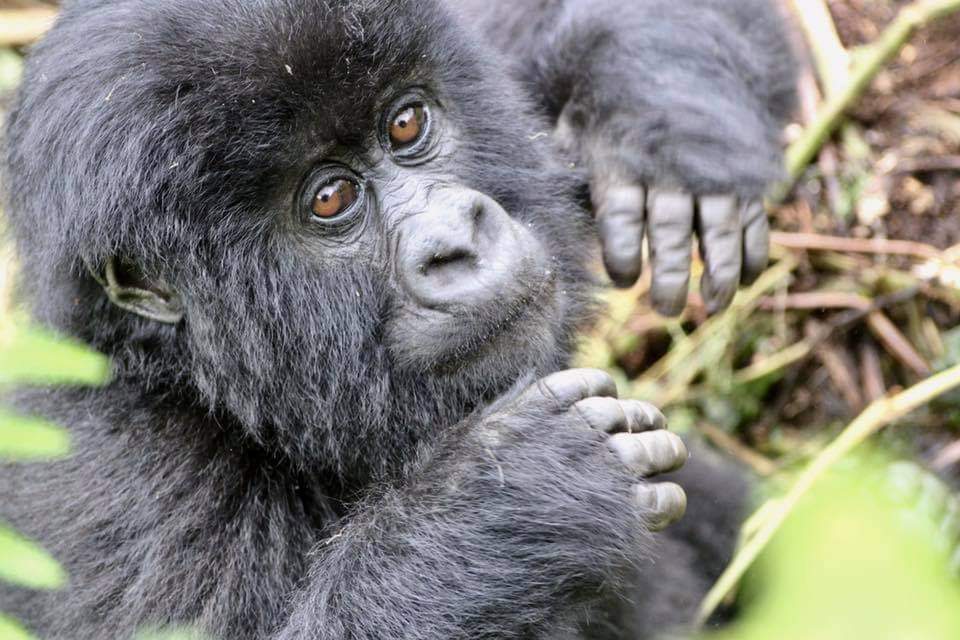 10 Days 9 Nights 10-Days Wildlife Adventure in Rwanda