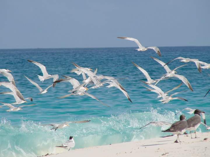 Snorkeling in Mnemba Atoll Zanzibar