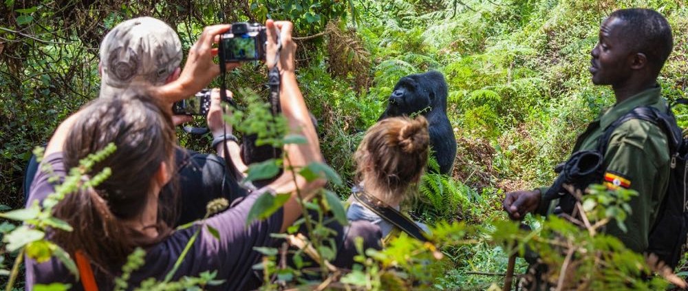 3 DAYS UGANDA GORILLA TRACKING SAFARI IN BWINDI IMPENETRABLE NATIONAL PARK