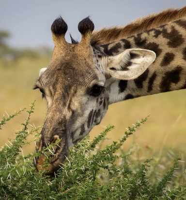 Classic safari 7 day experience