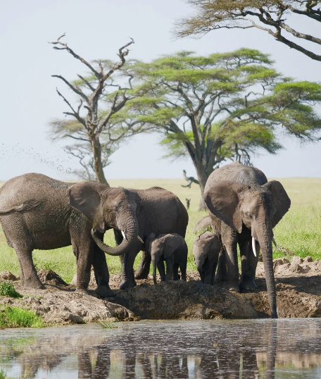 Classic Safari 4 days