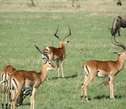 Classic safari and culture 9 day experience