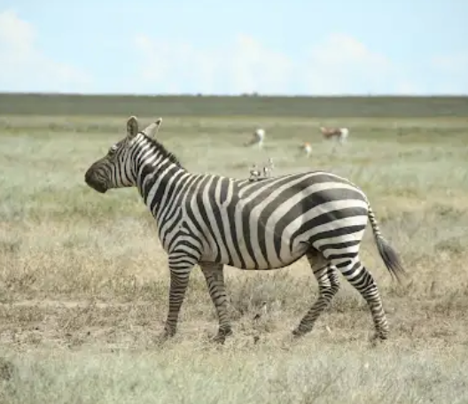 Classic safari Culture and Zanzibar 14 day experience