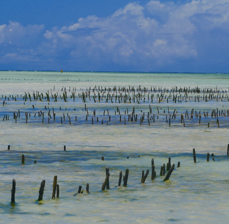 Classic safari and Zanzibar 12 day experience