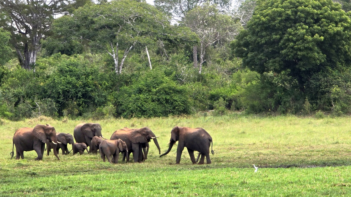 Elephant forest trail