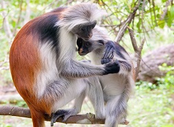 Jozani forest tours  in zanzibar island