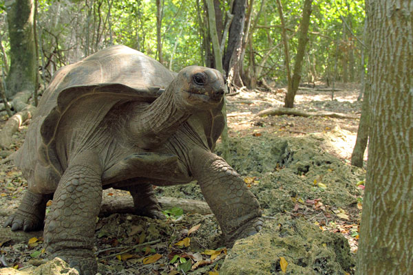 Prison island tours   in Zanzibar island