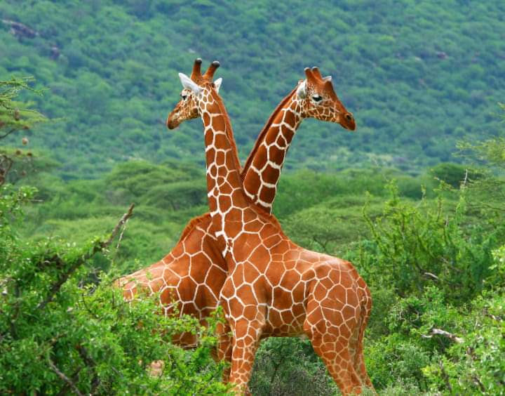 Arusha National Park  - Day Trip