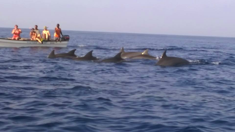 Jozani  tours and Dolphin tours