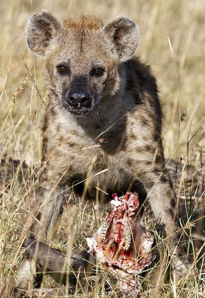 Camping safaris - 5nights - 6days