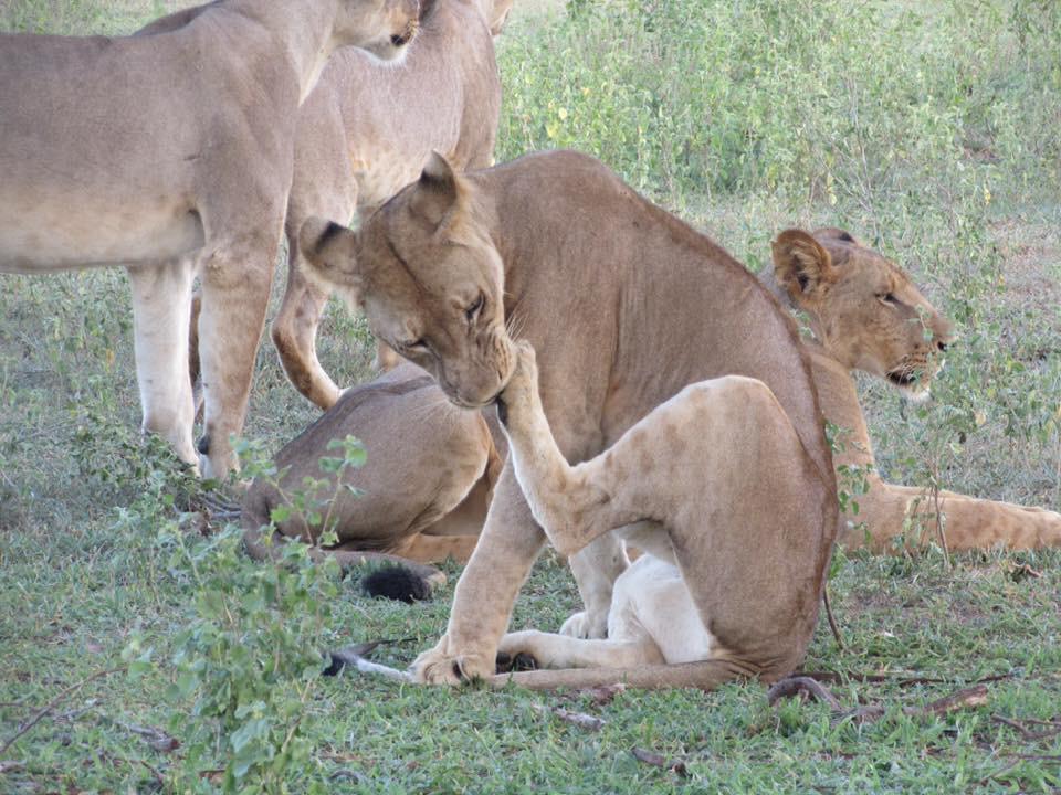 Day trip safaris -  Northern Parks of Tanzania - Arusha National Park - Tanzania