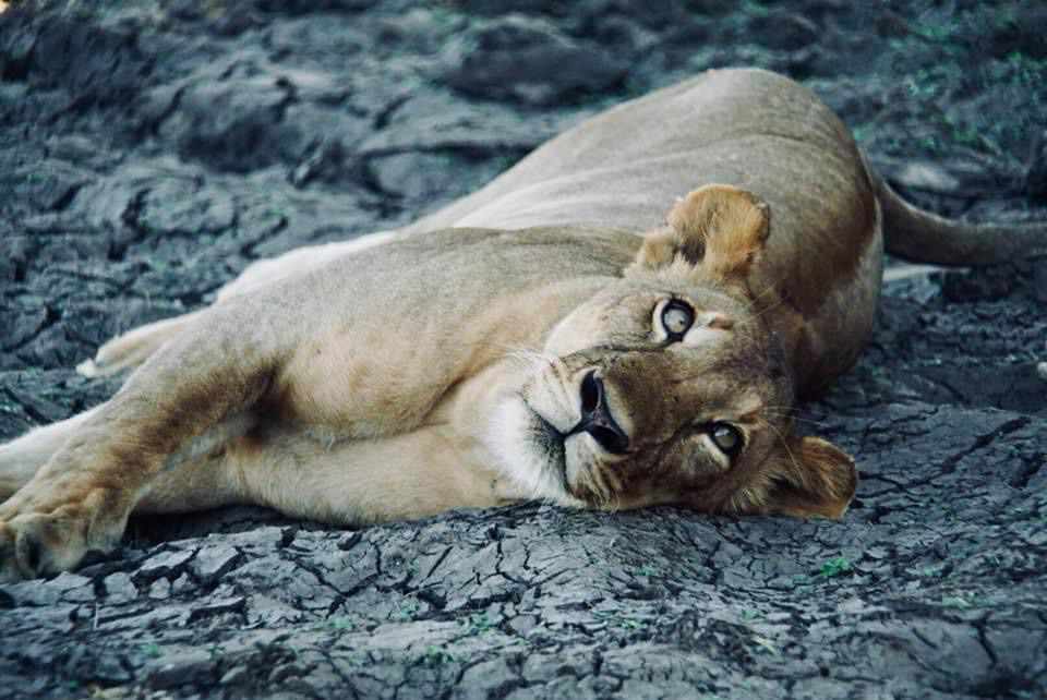 4 nights/5 days   - Manyara/Serengeti/Ngorongoro/Tarangire -  using 1 night Lake Manyara Serena, 1 night Serengeti Serena, 1 night Ngorongoro Serena & 1 night Tarangire Sopa Lodge