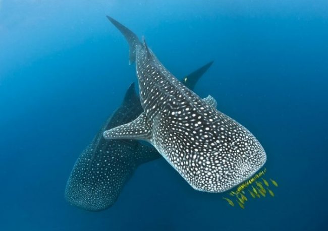 Mafia Whale shark adventure
