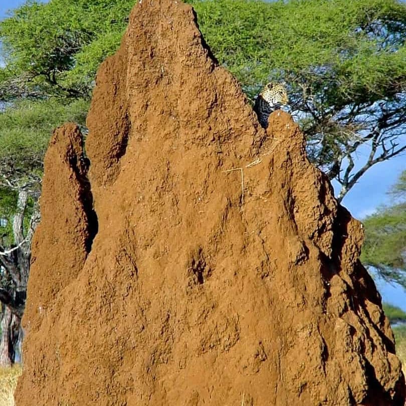 The Rhino’s Camping safaris - 3nights/ 4days