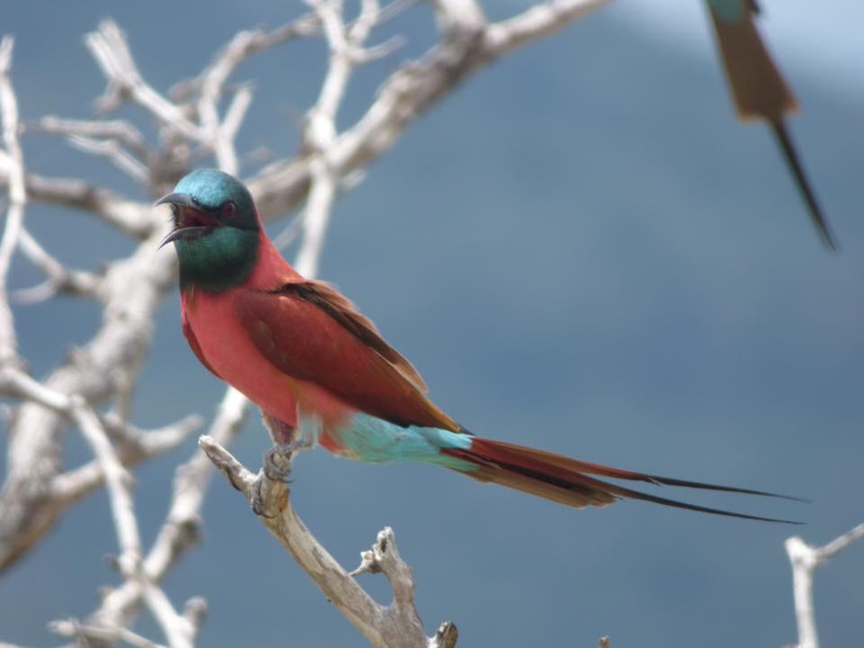 Day trip safaris -  Tarangire National Park or Lake Manyara National Park