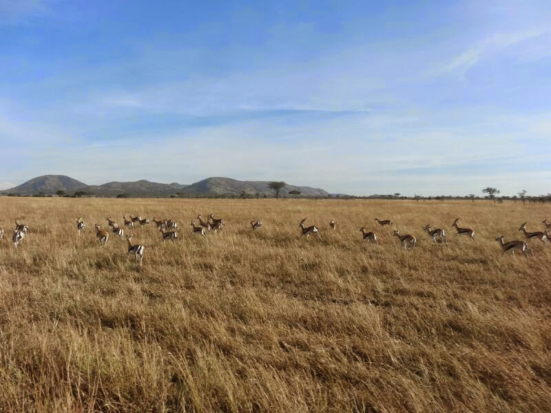 1 night/2 days Ngorongoro crater - Using Ngorongoro Serena